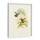 Húmedo Gould I - John Gould | Cuadro decorativo de Canvas Lab