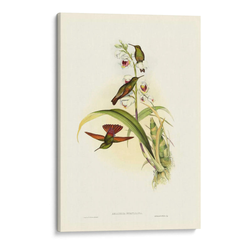 Hummingbird Ii Gould - John Gould | Cuadro decorativo de Canvas Lab