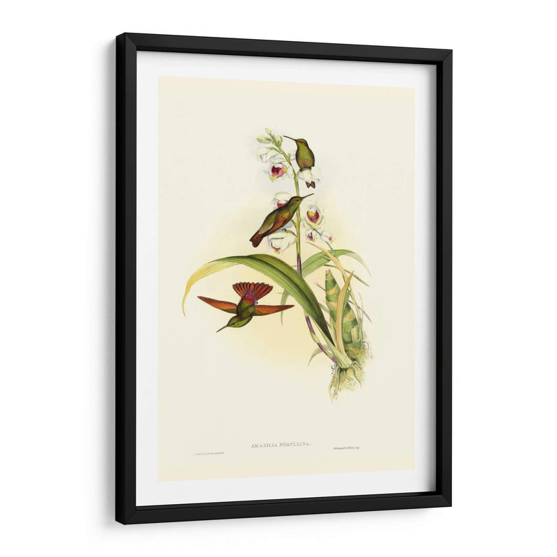 Hummingbird Ii Gould - John Gould | Cuadro decorativo de Canvas Lab