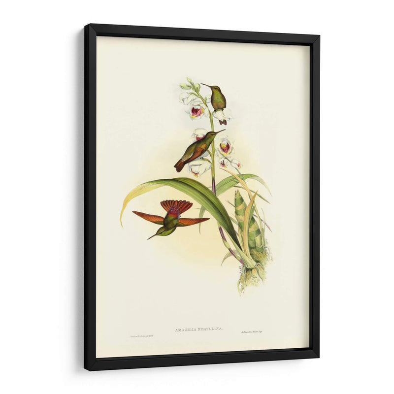 Hummingbird Ii Gould - John Gould | Cuadro decorativo de Canvas Lab