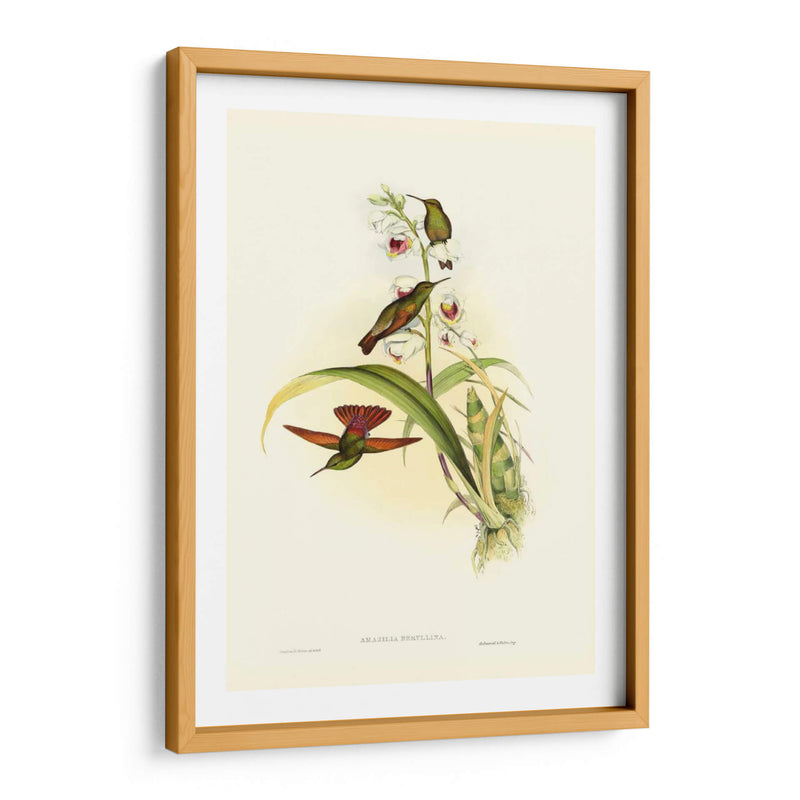 Hummingbird Ii Gould - John Gould | Cuadro decorativo de Canvas Lab