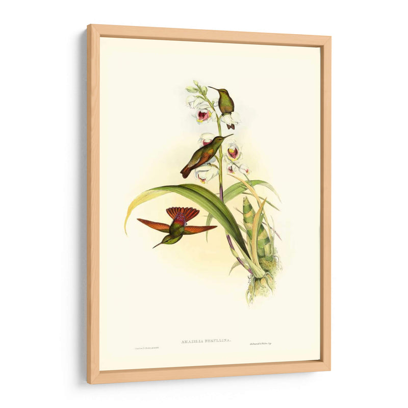 Hummingbird Ii Gould - John Gould | Cuadro decorativo de Canvas Lab