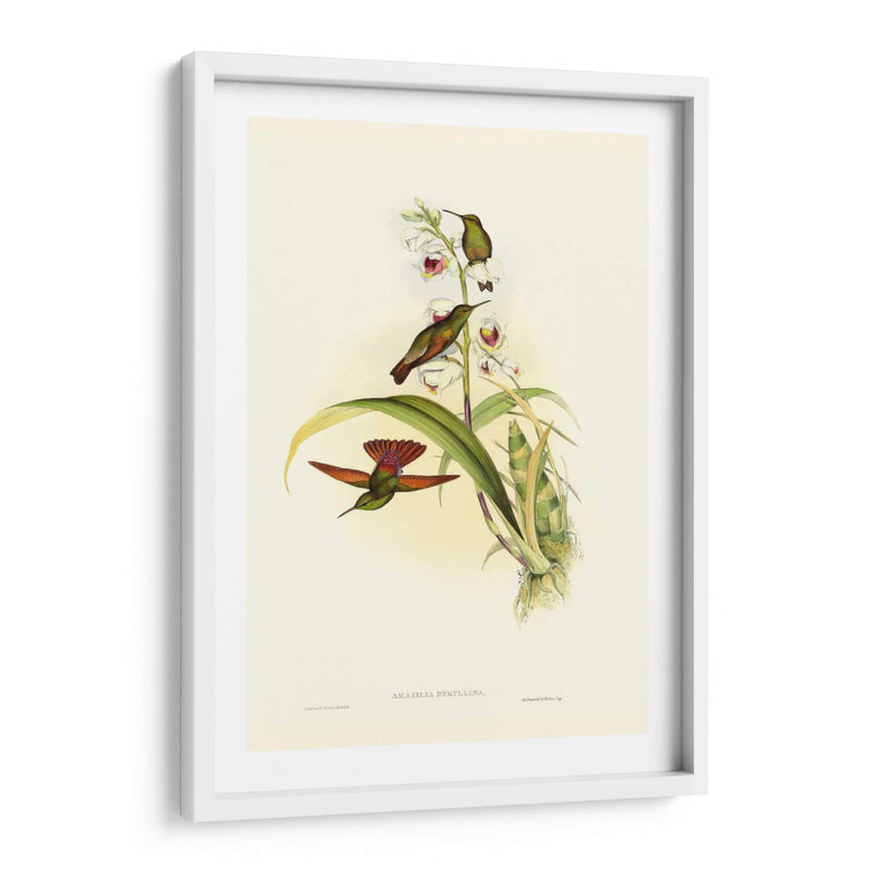 Hummingbird Ii Gould - John Gould | Cuadro decorativo de Canvas Lab