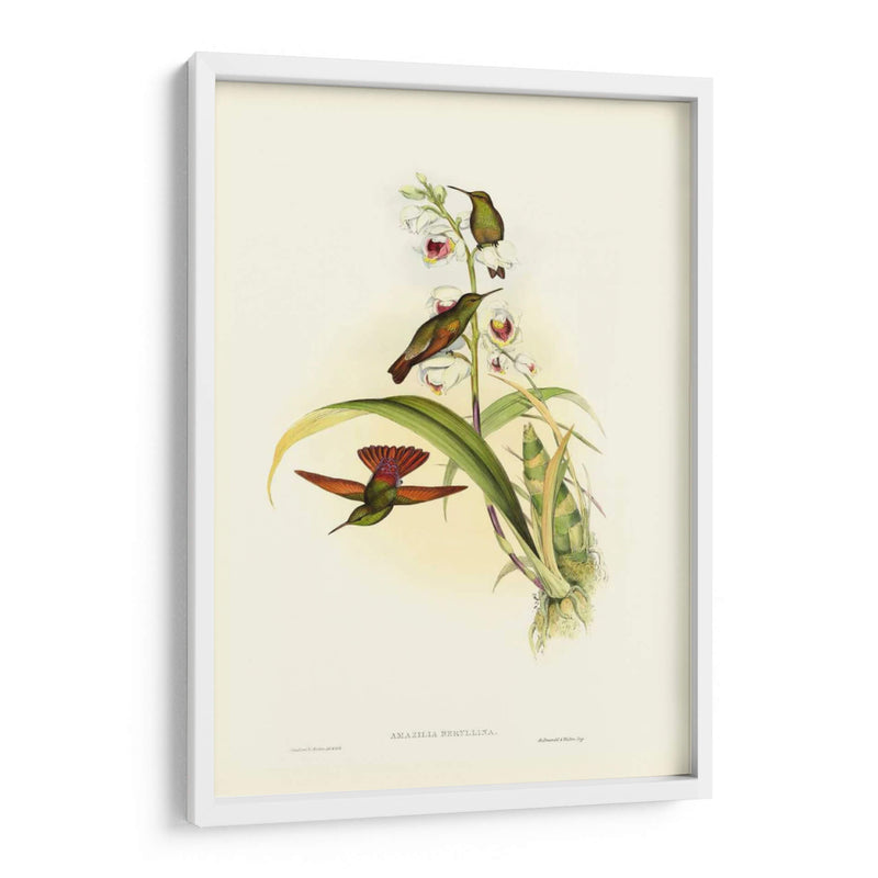 Hummingbird Ii Gould - John Gould | Cuadro decorativo de Canvas Lab