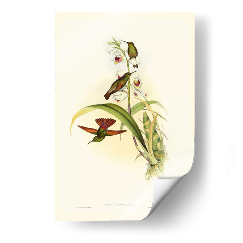 Hummingbird Ii Gould - John Gould | Cuadro decorativo de Canvas Lab