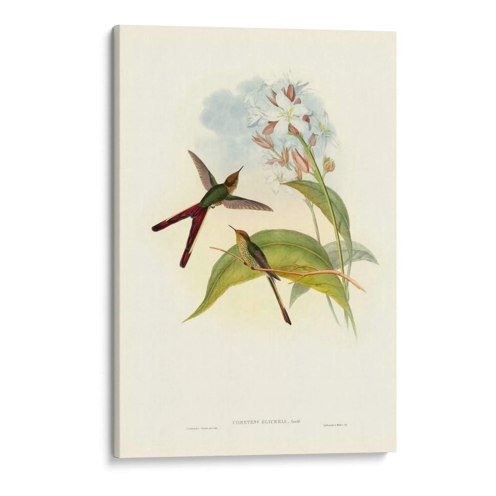 Gould Hummingbird Iii - John Gould | Cuadro decorativo de Canvas Lab
