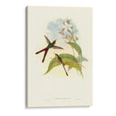 Gould Hummingbird Iii - John Gould | Cuadro decorativo de Canvas Lab