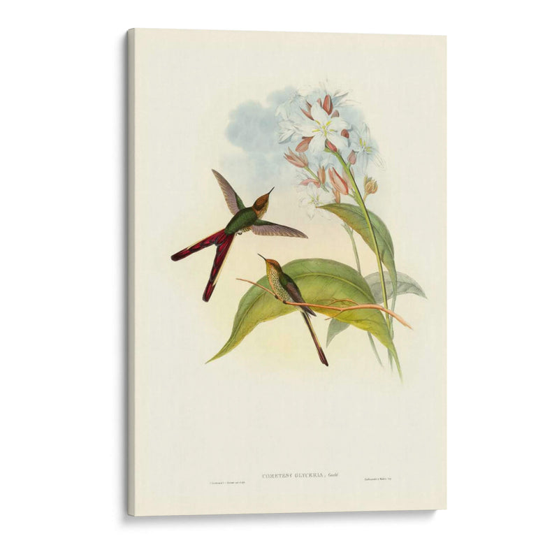 Gould Hummingbird Iii - John Gould | Cuadro decorativo de Canvas Lab