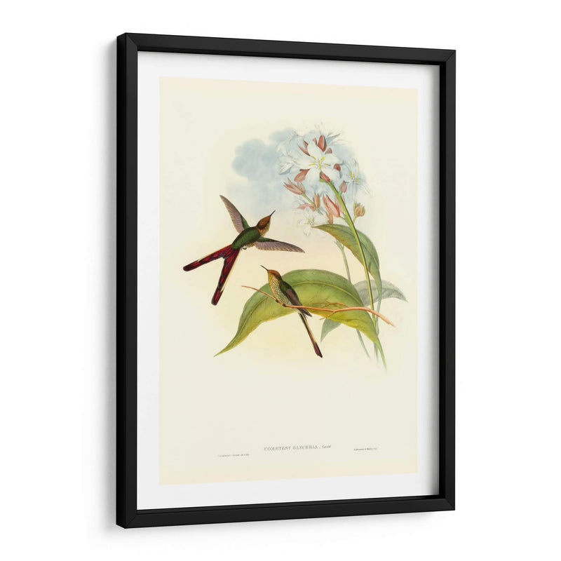 Gould Hummingbird Iii - John Gould | Cuadro decorativo de Canvas Lab