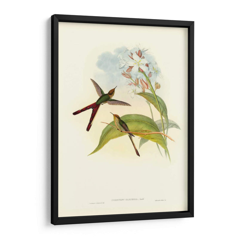 Gould Hummingbird Iii - John Gould | Cuadro decorativo de Canvas Lab