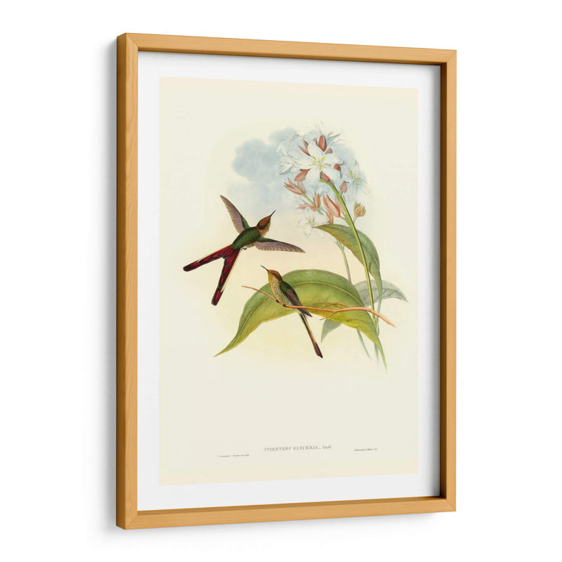 Gould Hummingbird Iii - John Gould | Cuadro decorativo de Canvas Lab