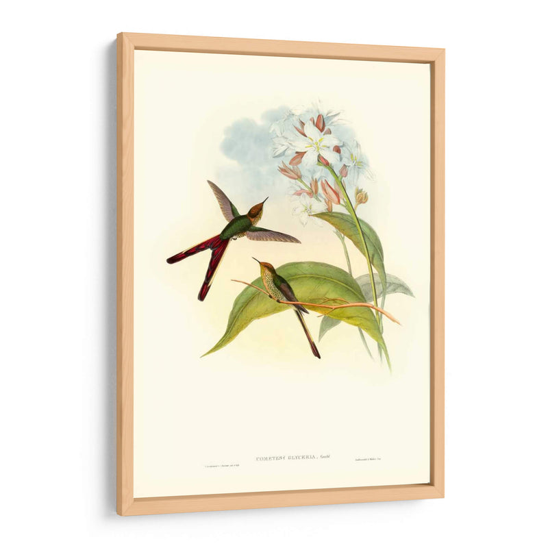 Gould Hummingbird Iii - John Gould | Cuadro decorativo de Canvas Lab