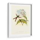 Gould Hummingbird Iii - John Gould | Cuadro decorativo de Canvas Lab