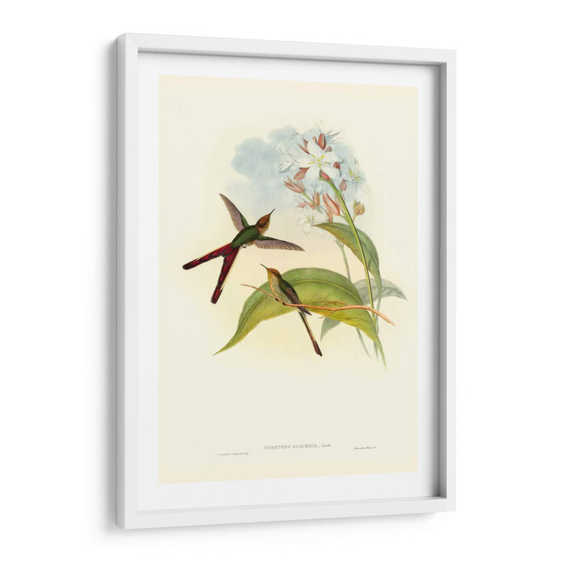 Gould Hummingbird Iii - John Gould | Cuadro decorativo de Canvas Lab