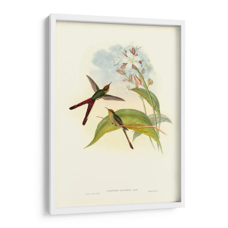 Gould Hummingbird Iii - John Gould | Cuadro decorativo de Canvas Lab