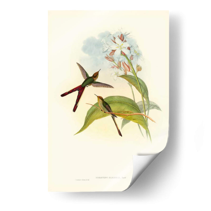 Gould Hummingbird Iii - John Gould | Cuadro decorativo de Canvas Lab