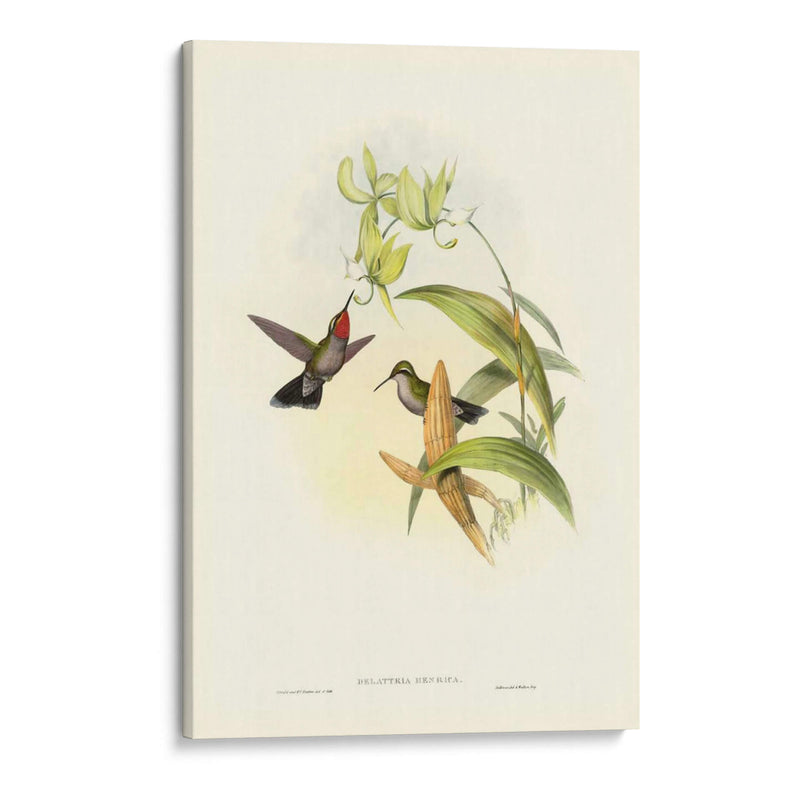 Gould Hummingbird Iv - John Gould | Cuadro decorativo de Canvas Lab