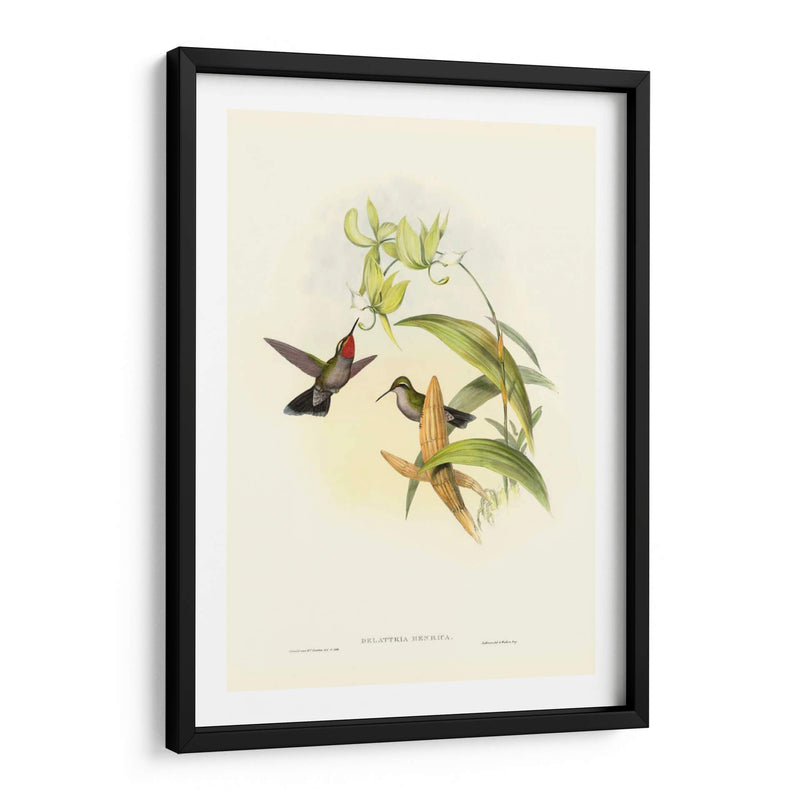 Gould Hummingbird Iv - John Gould | Cuadro decorativo de Canvas Lab