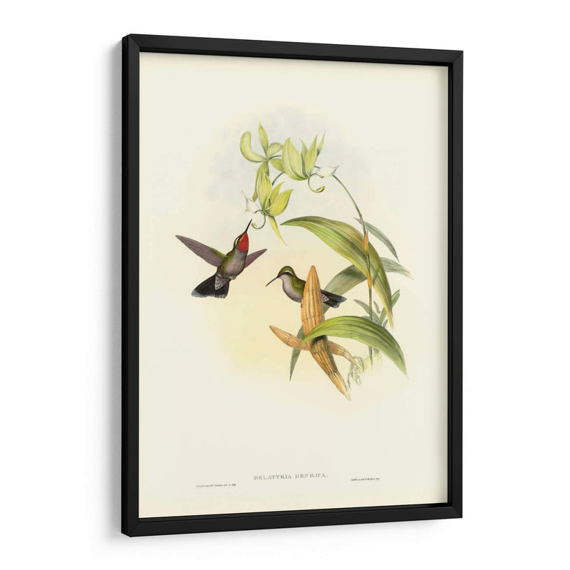 Gould Hummingbird Iv - John Gould | Cuadro decorativo de Canvas Lab