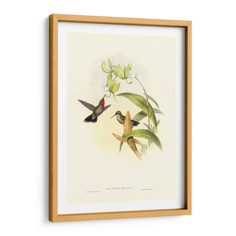 Gould Hummingbird Iv - John Gould | Cuadro decorativo de Canvas Lab