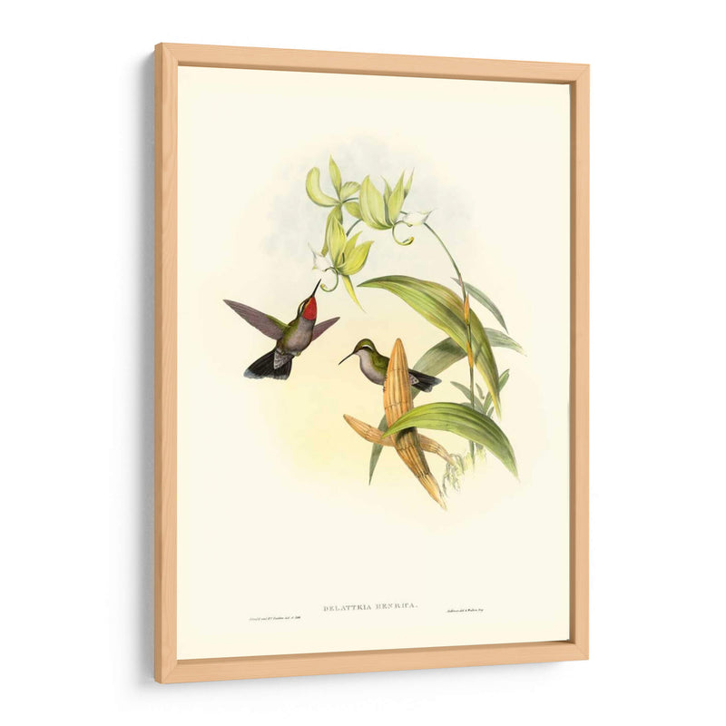 Gould Hummingbird Iv - John Gould | Cuadro decorativo de Canvas Lab