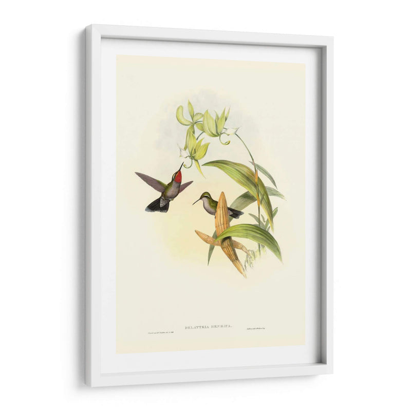 Gould Hummingbird Iv - John Gould | Cuadro decorativo de Canvas Lab