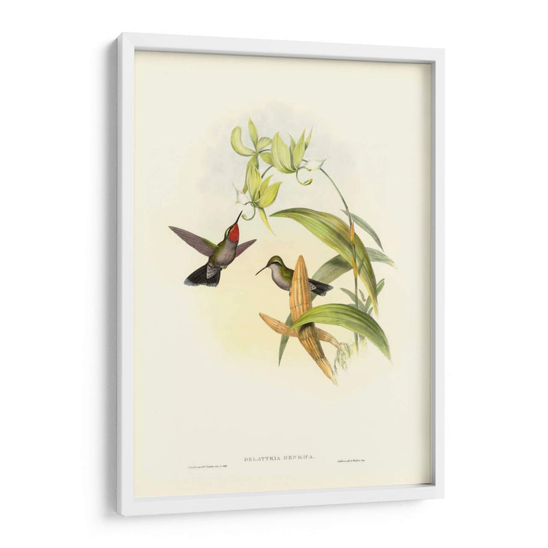 Gould Hummingbird Iv - John Gould | Cuadro decorativo de Canvas Lab