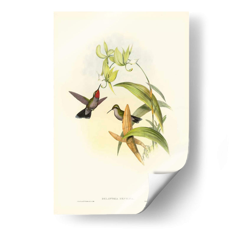 Gould Hummingbird Iv - John Gould | Cuadro decorativo de Canvas Lab