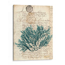 Vintage Teal Seaweed I - Vision Studio | Cuadro decorativo de Canvas Lab