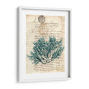 Vintage Teal Seaweed I - Vision Studio | Cuadro decorativo de Canvas Lab