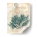 Vintage Teal Seaweed I - Vision Studio | Cuadro decorativo de Canvas Lab