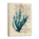 Vintage Teal Seaweed Ii - Vision Studio | Cuadro decorativo de Canvas Lab