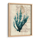 Vintage Teal Seaweed Ii - Vision Studio | Cuadro decorativo de Canvas Lab