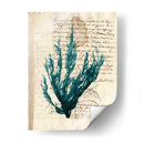 Vintage Teal Seaweed Ii - Vision Studio | Cuadro decorativo de Canvas Lab