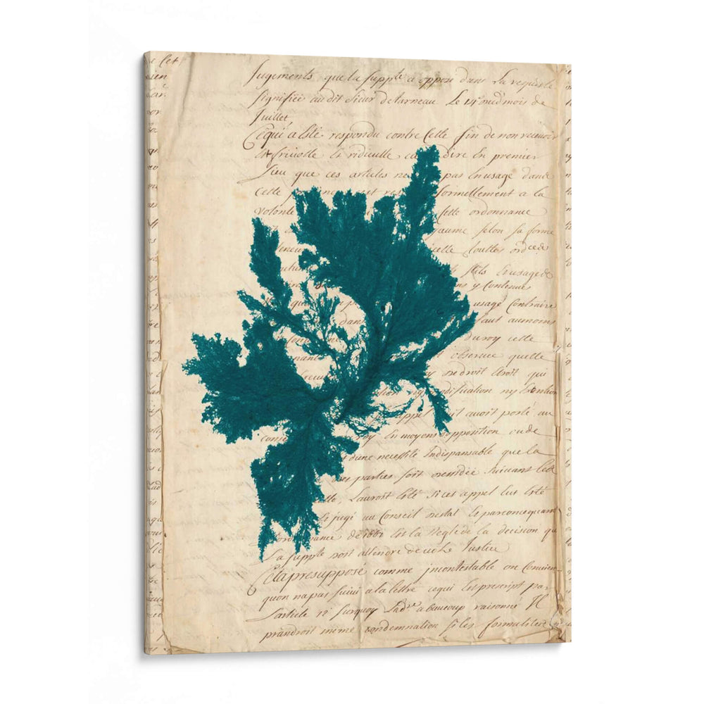 Vintage Teal Seaweed Iv - Vision Studio | Cuadro decorativo de Canvas Lab