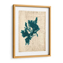 Vintage Teal Seaweed Iv - Vision Studio | Cuadro decorativo de Canvas Lab