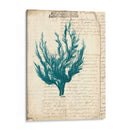 Vintage Teal Seaweed V - Vision Studio | Cuadro decorativo de Canvas Lab