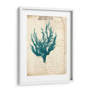 Vintage Teal Seaweed V - Vision Studio | Cuadro decorativo de Canvas Lab