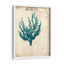 Vintage Teal Seaweed V - Vision Studio | Cuadro decorativo de Canvas Lab