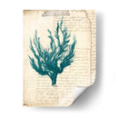 Vintage Teal Seaweed V - Vision Studio | Cuadro decorativo de Canvas Lab