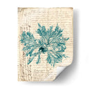 Vintage Teal Seaweed Vi - Vision Studio | Cuadro decorativo de Canvas Lab