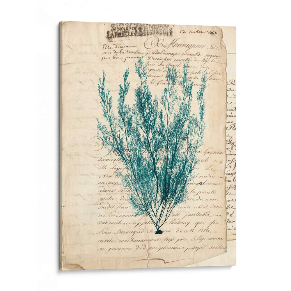 Vintage Teal Seaweed Vii - Vision Studio | Cuadro decorativo de Canvas Lab