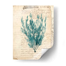 Vintage Teal Seaweed Vii - Vision Studio | Cuadro decorativo de Canvas Lab