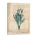 Vintage Teal Seaweed Viii - Vision Studio | Cuadro decorativo de Canvas Lab