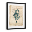 Vintage Teal Seaweed Viii - Vision Studio | Cuadro decorativo de Canvas Lab