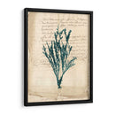 Vintage Teal Seaweed Viii - Vision Studio | Cuadro decorativo de Canvas Lab