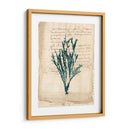 Vintage Teal Seaweed Viii - Vision Studio | Cuadro decorativo de Canvas Lab