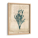 Vintage Teal Seaweed Viii - Vision Studio | Cuadro decorativo de Canvas Lab