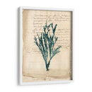 Vintage Teal Seaweed Viii - Vision Studio | Cuadro decorativo de Canvas Lab