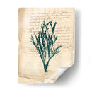 Vintage Teal Seaweed Viii - Vision Studio | Cuadro decorativo de Canvas Lab